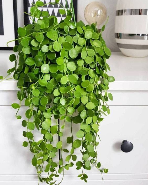 银元植物