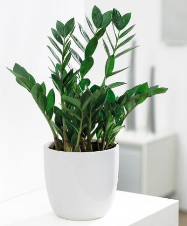 ZZ植物