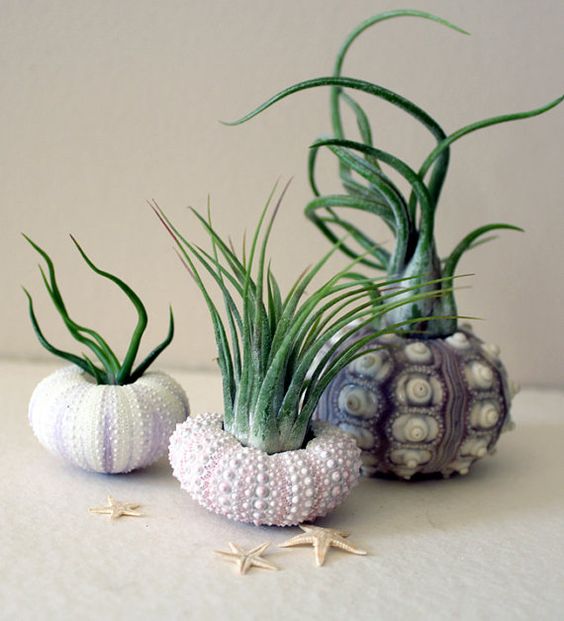 Tillandsia