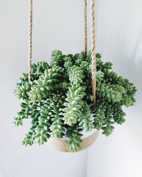 驴尾部植物