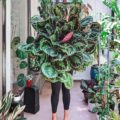 美丽和健康的大Calathea奖章
