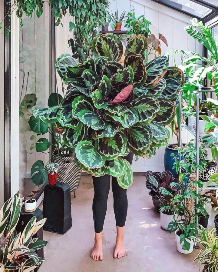 美丽和健康的大Calathea奖章