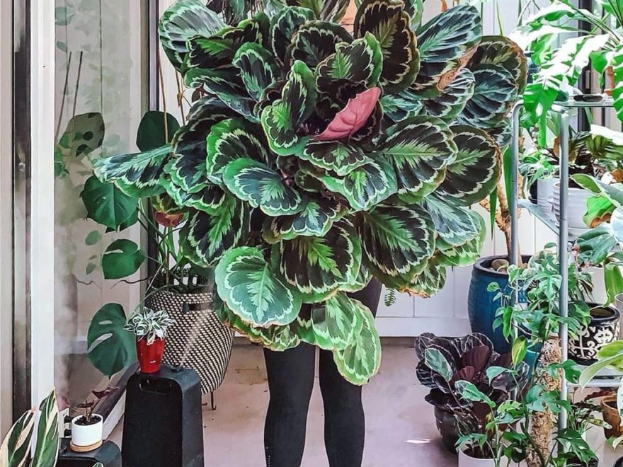 美丽和健康的大calathea medallion