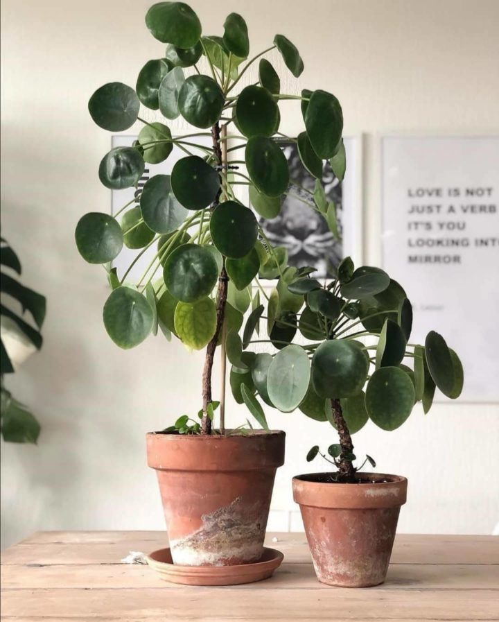 Pilea植物
