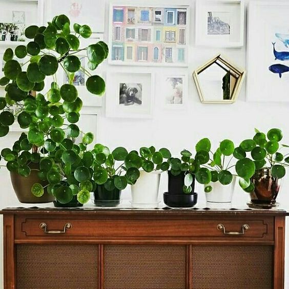 Chinese-Money-Plant-or-Pilea-Peperomioides-care-3-1