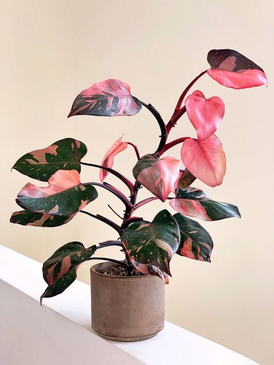 Pink-Princess-Philodendron-2