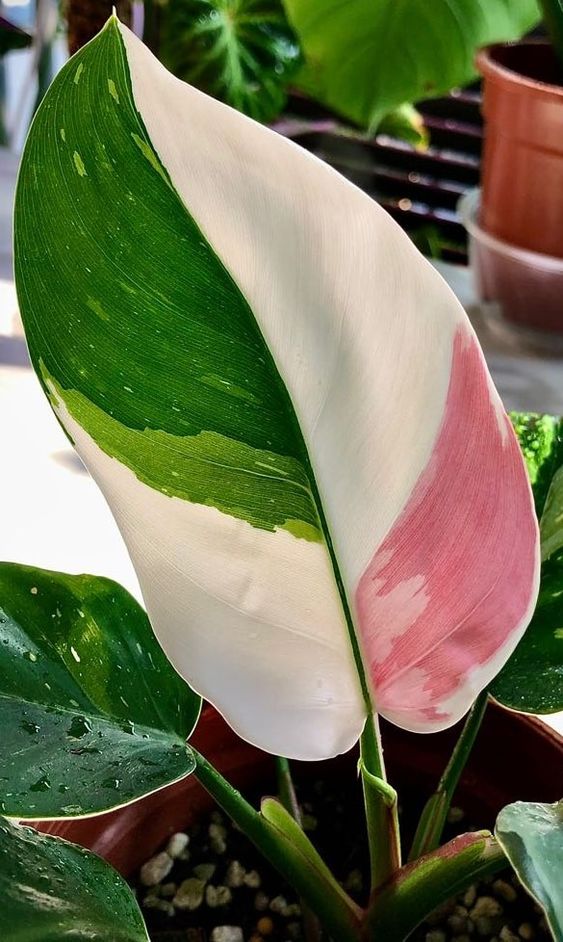 Pink-Princess-Philodendron-3