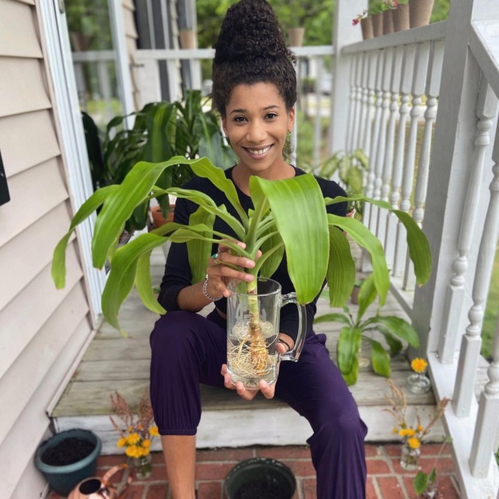 玉米植物成长和照护终极指南Dracaena室内