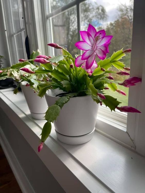 粉红圣诞Cactus